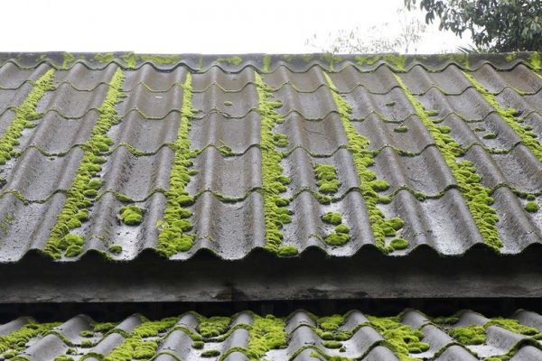 moss-roof
